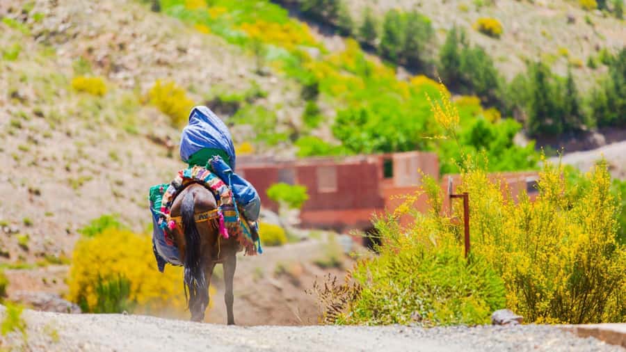 Agadir or Taghazout: Paradise Valley Atlas Mountain Trip - Key Highlights You’ll Actually Feel