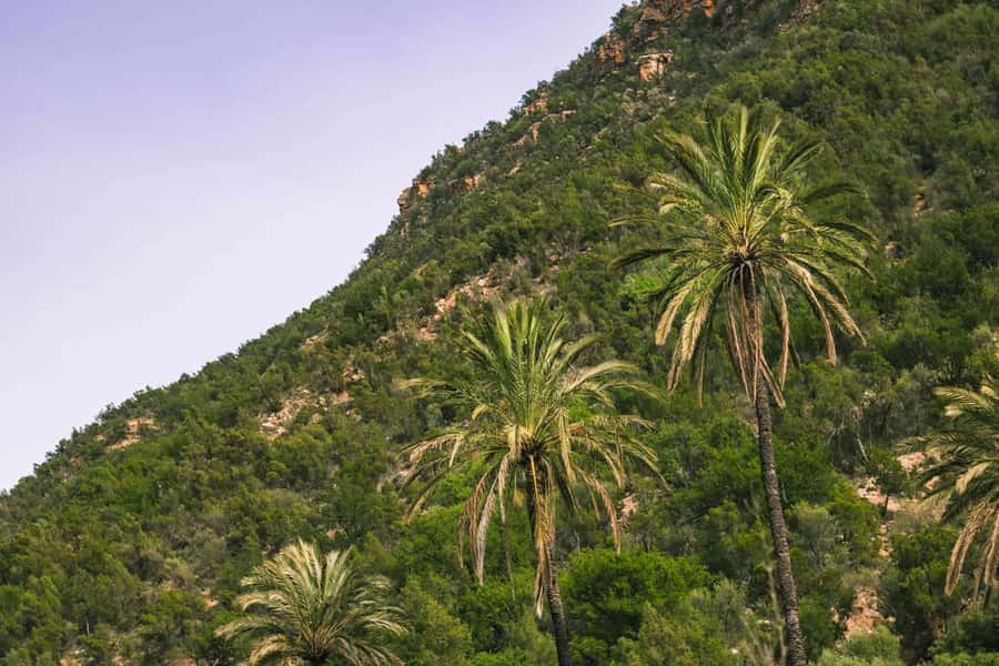 Agadir or Taghazout: Paradise Valley Atlas Mountain Trip - FAQ