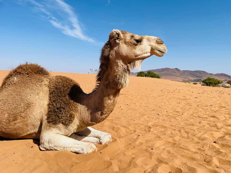 Agadir: Paradise Valley & Desert Sand Dunes with Camel Ride - Guides, Languages, and Audio: How Smooth Is It Really?