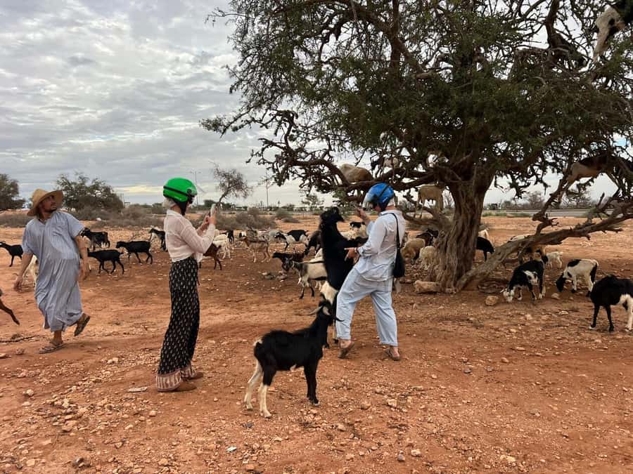 Agadir: Quad Bike Safari Desert With Moroccan Tea - The Argans and the Goats Photo Stop You Will Remember