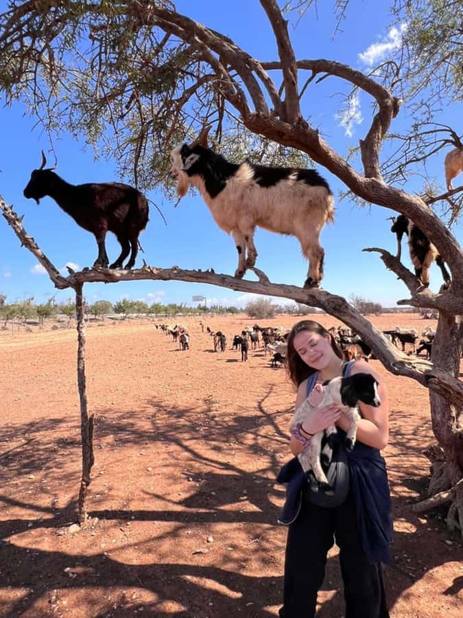 Agadir: Quad Safari with Crocoparc Optional - Goats in argan trees: the stop you will actually talk about