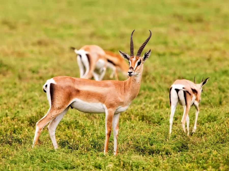 Agadir: Sous Massa National Park Desert Safari Tour & Lunch - Key things you will notice on this Souss-Massa safari