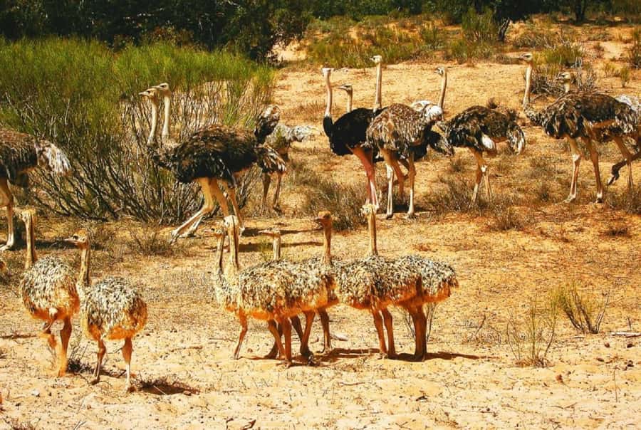 Agadir: Sous Massa National Park Desert Safari Tour & Lunch - Why this one-day tour works from Agadir