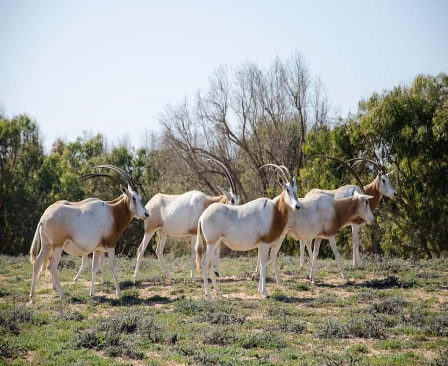 Agadir: Sous Massa National Park Desert Safari Tour & Lunch - Souss-Massa National Park: where you get time with gazelles and more