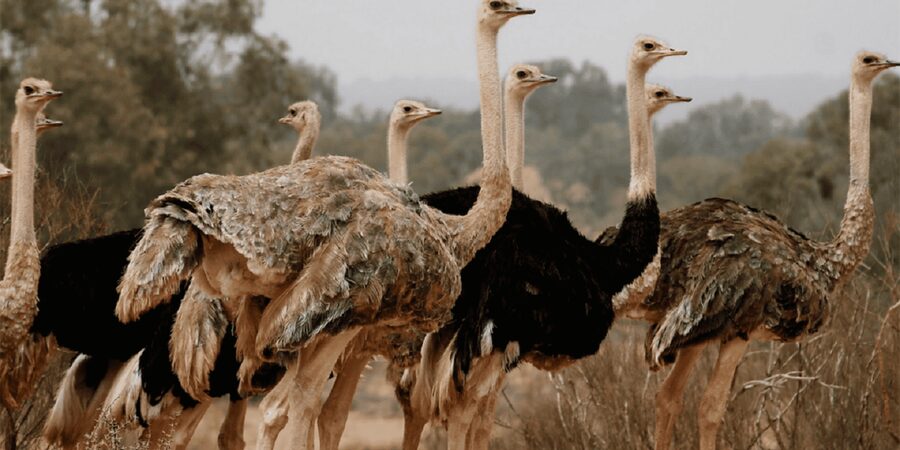 Agadir: Sous Massa National Park Desert Safari Tour & Lunch - Berber villages and routine: seeing daily life beyond the lunch