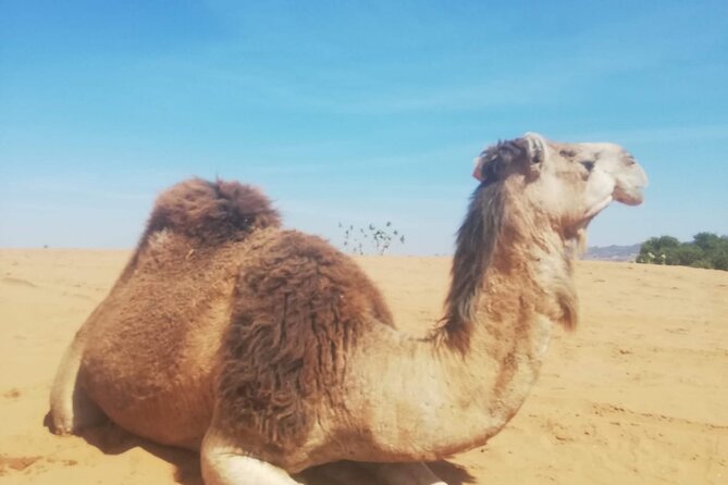 Agadir sunset on Camel Ride With Barbecue - Pickup, Comfort, and What the Included Items Really Mean