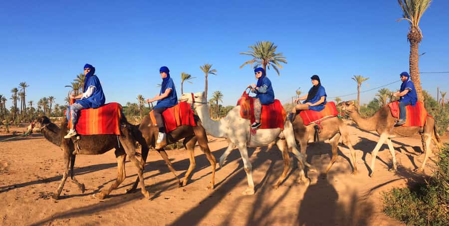 Agadir/Taghazout: Camel Ride with Tea Drink and Transfers - Key highlights you’ll actually care about