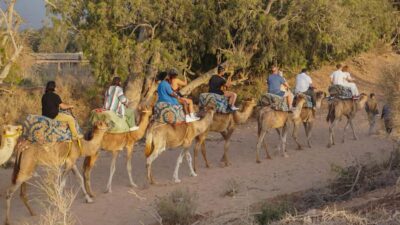 Camel Ride with Tea Drink and Transfers