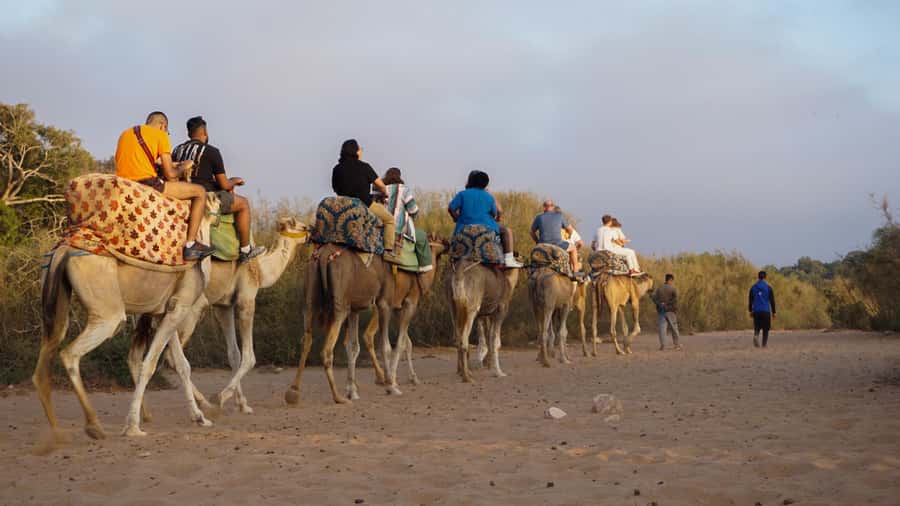 Agadir/Taghazout: Camel Ride with Tea Drink and Transfers - Choosing your mood: who this fits and who should think twice