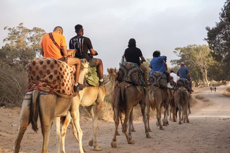 Agadir/Taghazout: Camel Rides with Tea Drink and Transfers - Hotel Transfers and Timing: Plan for 5 to 20 Minutes