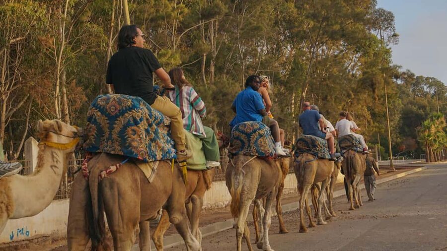 Agadir/Taghazout: Camel Rides with Tea Drink and Transfers - Meeting the Camels: Friendly Guides and a Quick Safety Read
