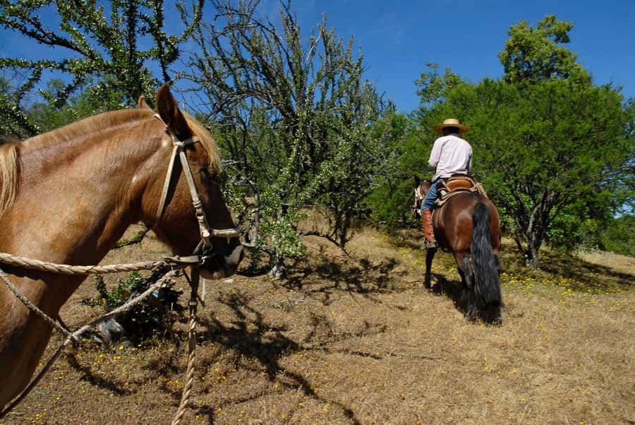 Agadir/Taghazout: Horse Rides Experience With Transfers - Meeting the Horses: How the 1 to 2 Hours Usually Plays Out