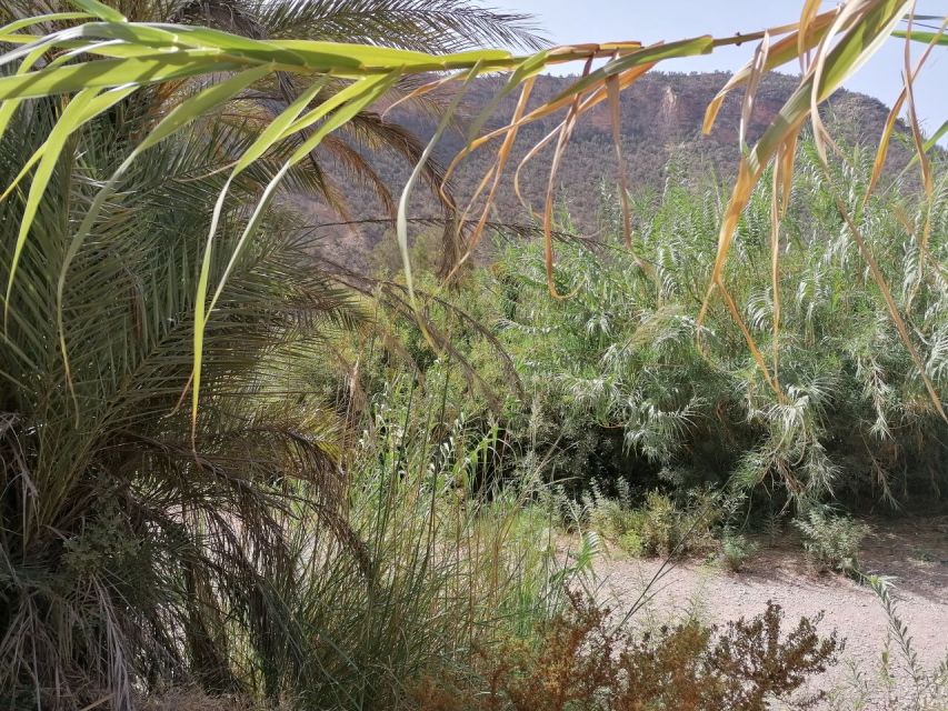 Agadir/Taghazout : Paradise Valley & Sandboarding with Lunch - Argan oil factory visit: worth it if you like hands-on context