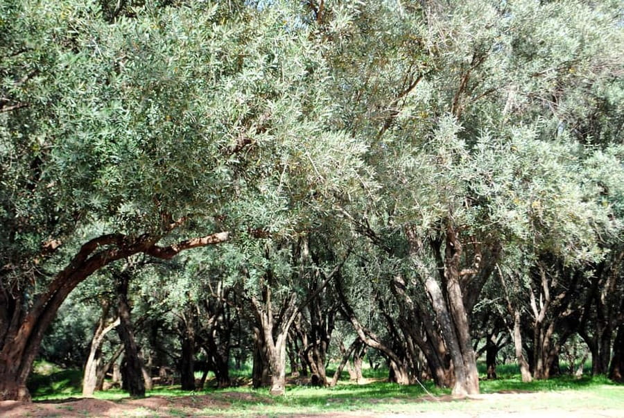 Agadir/Taghazout: Paradise Valley Tour to Atlas Mountains - Who Should Book This Paradise Valley Tour, and Who Might Skip
