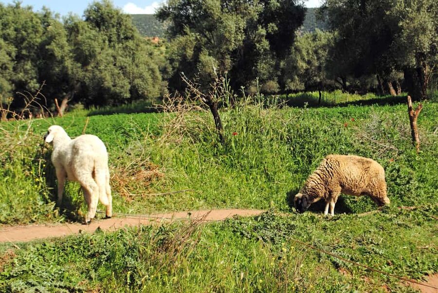 Agadir/Taghazout: Paradise Valley Tour to Atlas Mountains - The Honey Road of Immouzar: Sweet Learning and Real Local Flavor