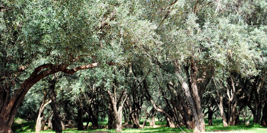 Agadir/Taghazout: Paradise Valley Tour to Atlas Mountains - What’s Included, What Isn’t, and How to Pack Smart