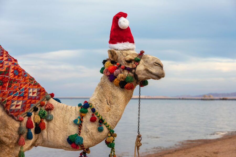 Agadir/Taghazout/Port: Camel Ride Tea & BBQ Option - Should You Book This Camel Ride and Tea Experience?