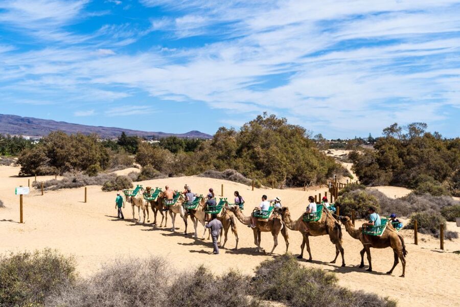 Agadir/Taghazout/Port: Camel Ride Tea & BBQ Option - Camel Tea Place: The Tea Making Moment You Will Remember
