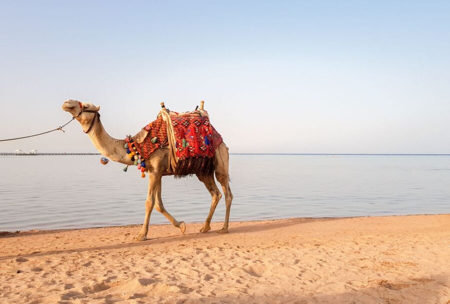 Agadir/Taghazout/Port: Camel Ride Tea & BBQ Option - The BBQ Question: What the Info Emphasizes