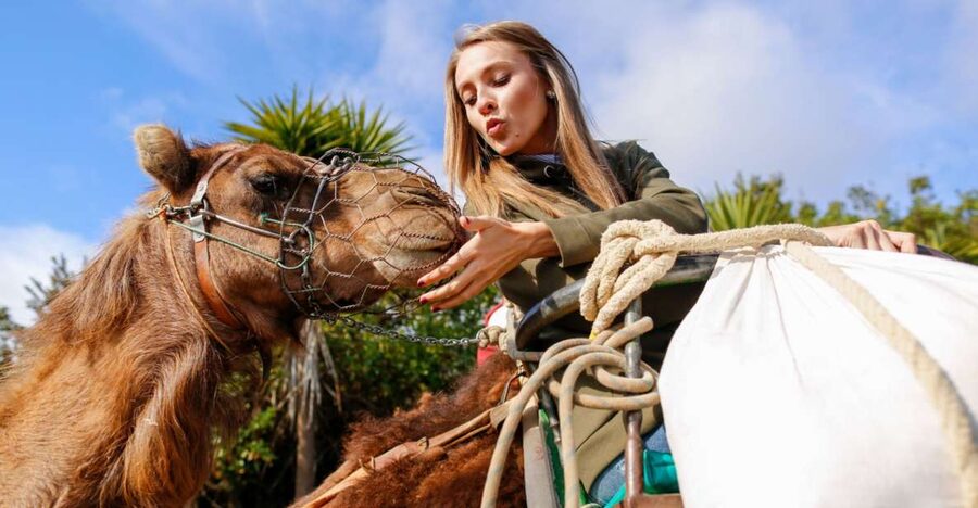 Agadir/Taghazout/Port: Camel Ride Tea & BBQ Option - Who This Tour Suits, and Who Might Want Something Else