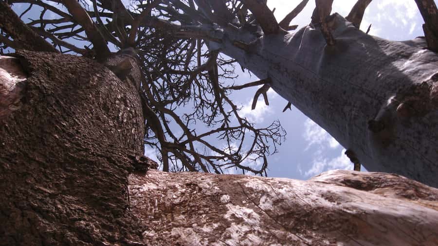 Agadir/Taghazout/Port: Paradise Valley Atlas Mountains Trip - Price and value: why $21 can work if you plan smart