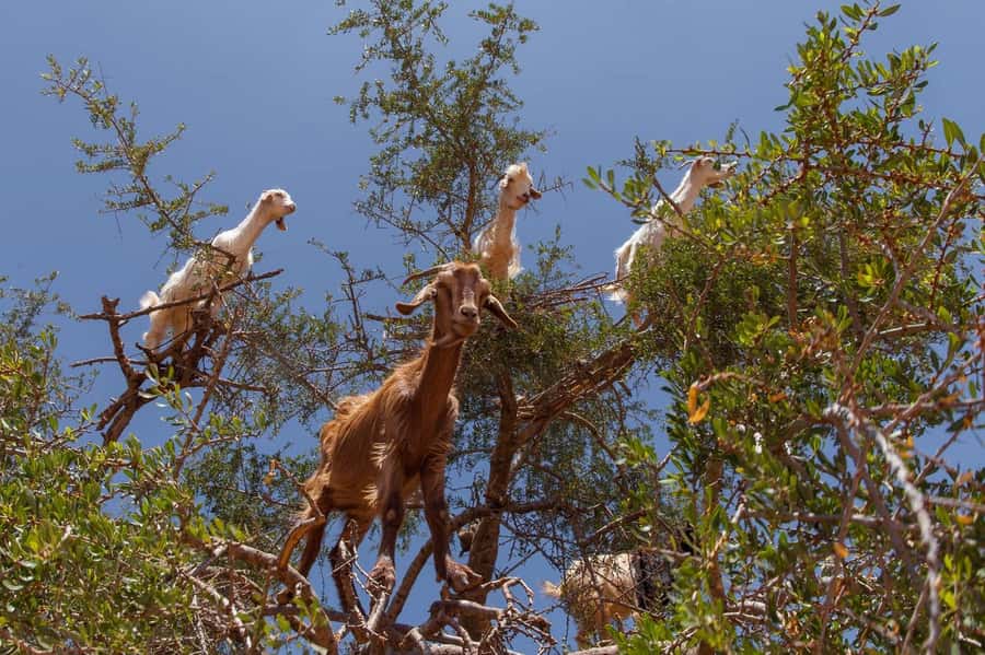 Agadir: Taroudant Oasis and Tiout Day Trip with Lunch Option - Practical tips for a smoother day (and better souvenirs)