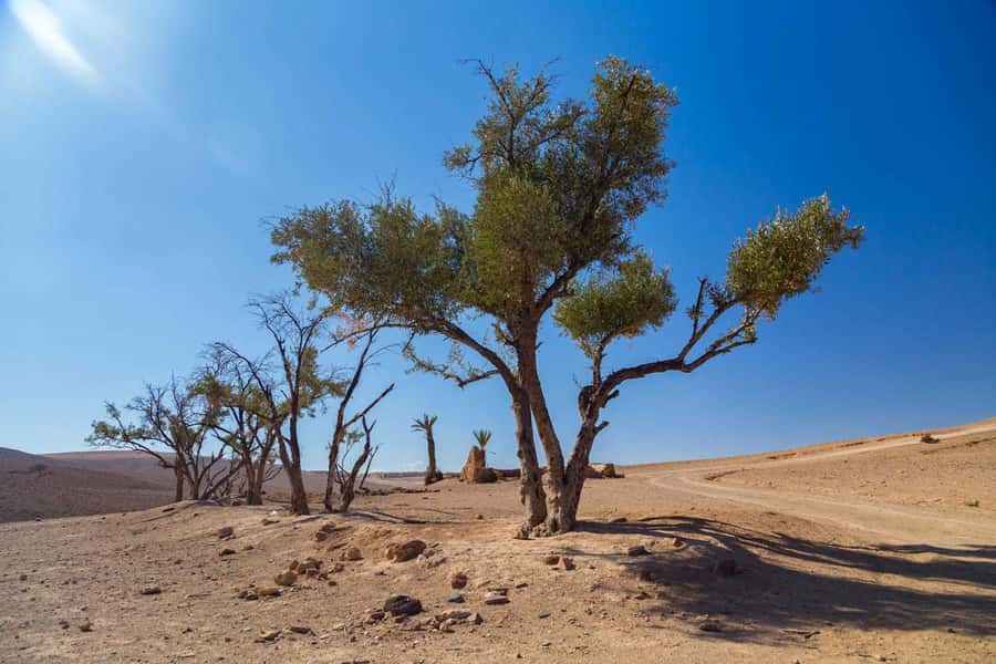 Agafay and atlas: Quad and camel experience - Tea at Arabian Desert Home: the break that makes the day feel Moroccan
