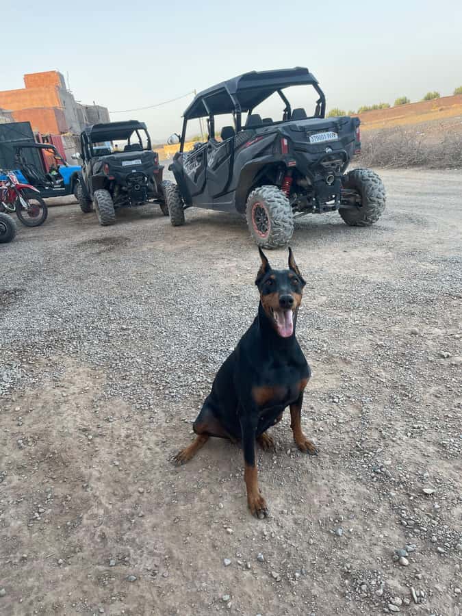 Agafay Desert 4-Seater Buggy Experience | Family & Premium - The desert tea break, Moroccan bread and honey that changes the vibe