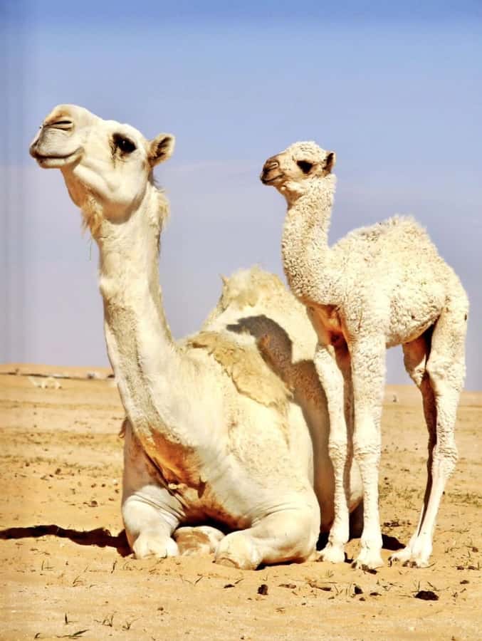 Agafay Desert & Atlas Mountain & Camel Ride Day Trip & Lunch - Price and value: $24 that covers the heavy lifting