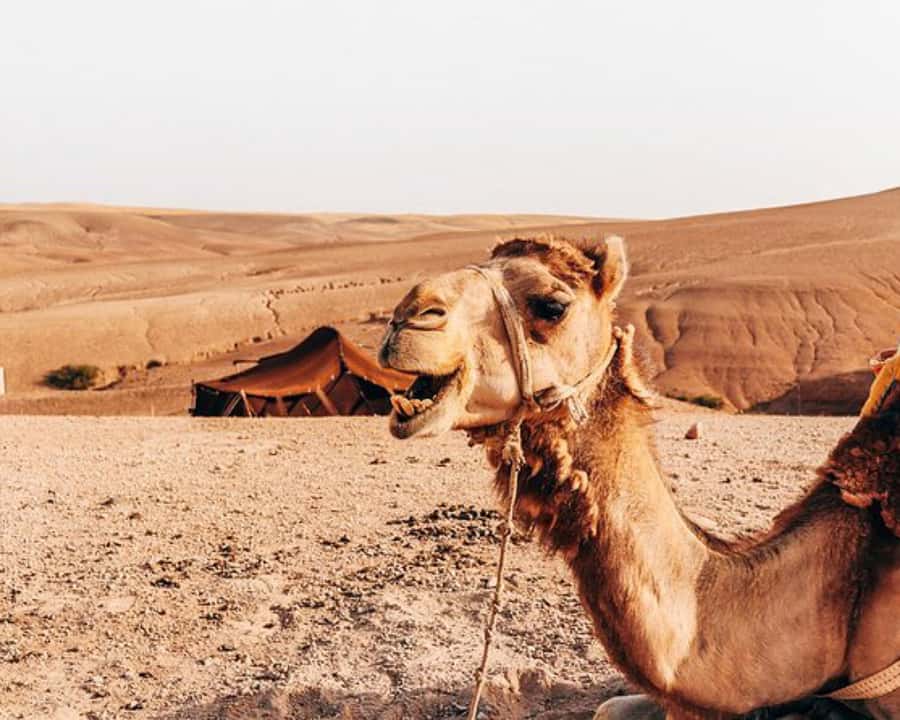 Agafay Desert: Magical Half-Day Lunch with Pool Swim - Price and value: is $40 a good deal?