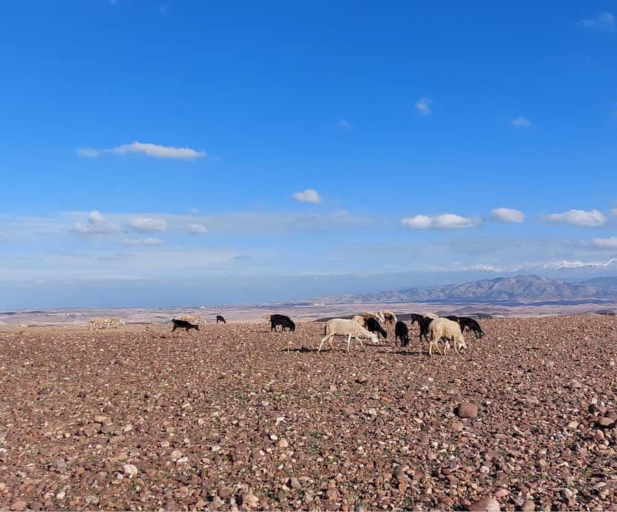 Agafay Desert Sunset Tour with Camel Ride ,Dinner and Show - Moroccan Tea Break in a Nomad Tent