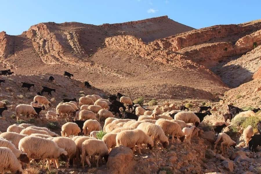 Agafay experience : Dinner with sun set camel or quad ride - How to plan your evening for comfort and fewer surprises