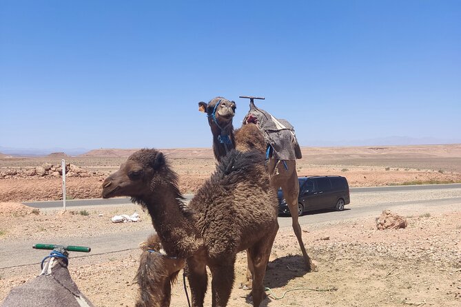 Ait Benhaddou private day trip from Marrakesh - Timing reality check: what a 1 day plan feels like