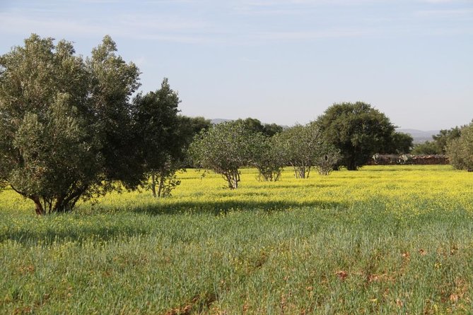 Argan Forest, tea time at a Berbers family & Visit of an Argan cooperative. - Argan forest ramble and the 16th-century marabout stop