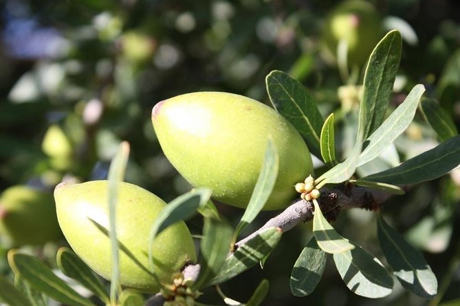 Argan Forest, tea time at a Berbers family & Visit of an Argan cooperative. - Berber tea time on the farm: what hospitality feels like