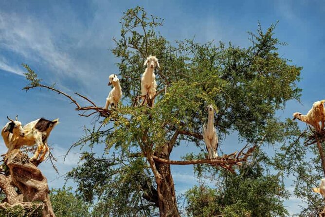 Argan Tree-Climbing Goats Morning Tour From Agadir - Key highlights to look for