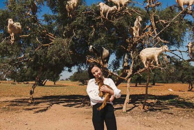 Argan Tree-Climbing Goats Morning Tour From Agadir - Morning schedule from Agadir: 9:00 pickup, quick drives, and an easy finish