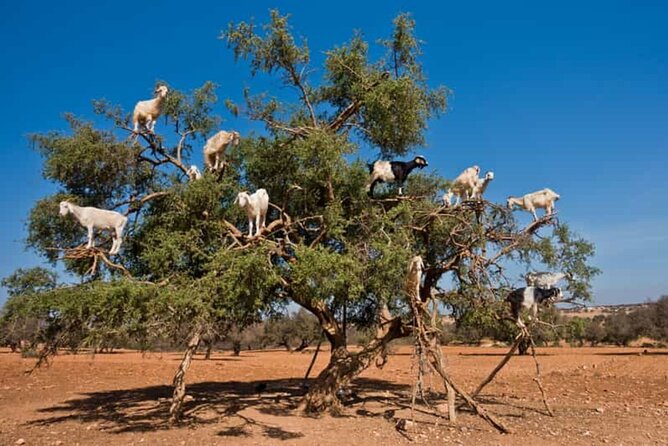 Argan Tree-Climbing Goats Morning Tour From Agadir - Price and logistics: is $20 good value for this morning plan?