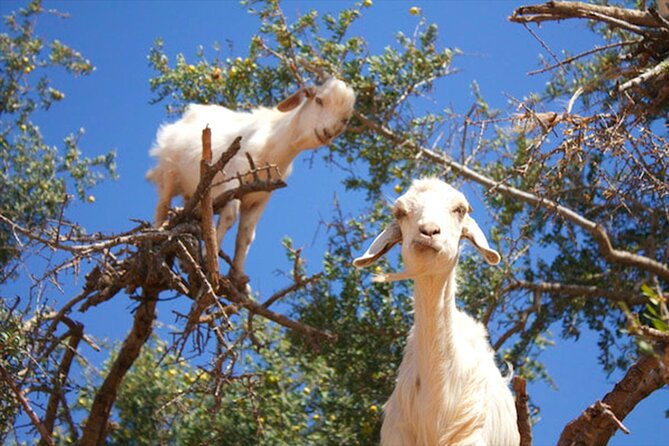 Argan Tree-Climbing Goats Morning Tour From Agadir - Who should book, and who might want a different plan
