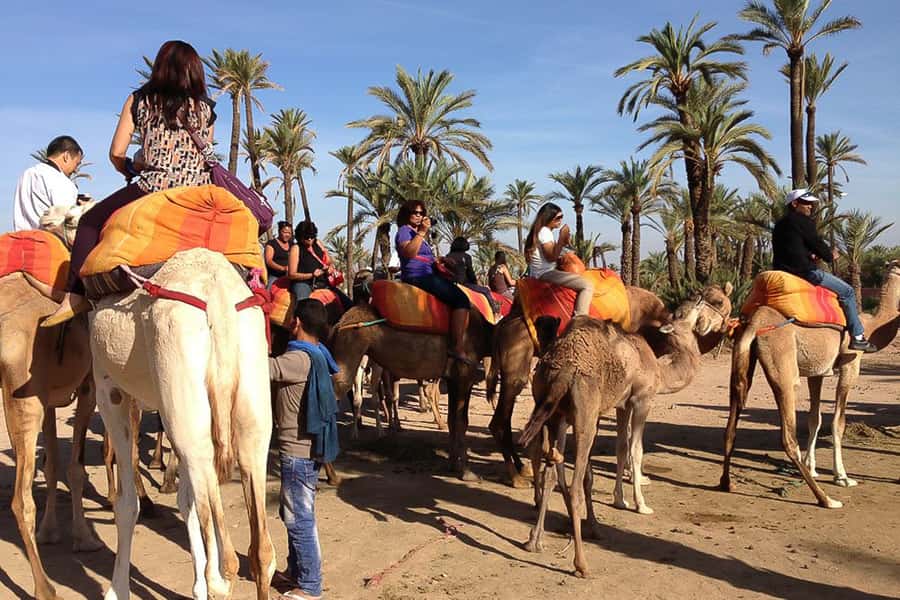 Around Marrakech: Camel Ride in Palm Groves including Tea - Palm Groves, Not Just Pictures: Why This Camel and Tea Stop Works