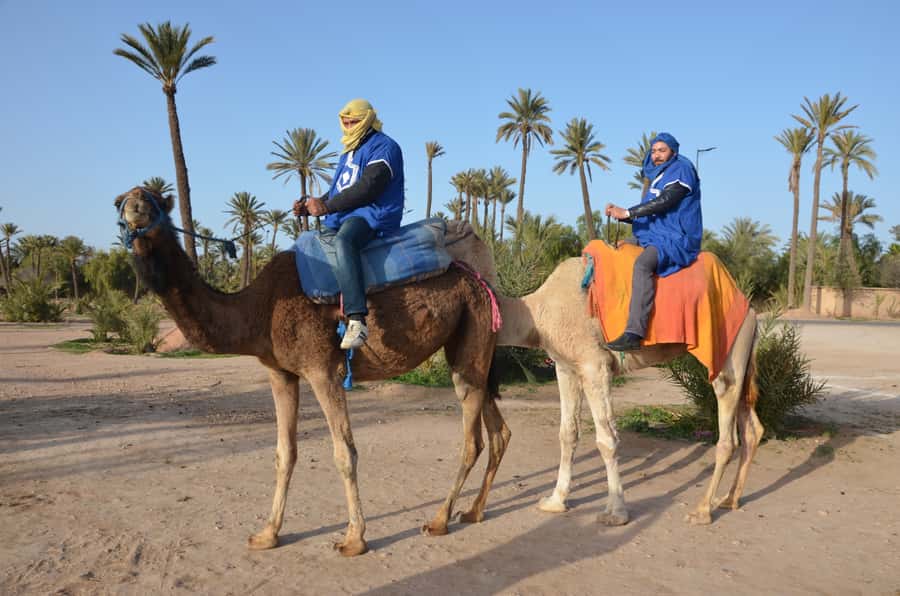 Around Marrakech: Camel Ride in Palm Groves including Tea - Price and Value: Is $47 Worth It?