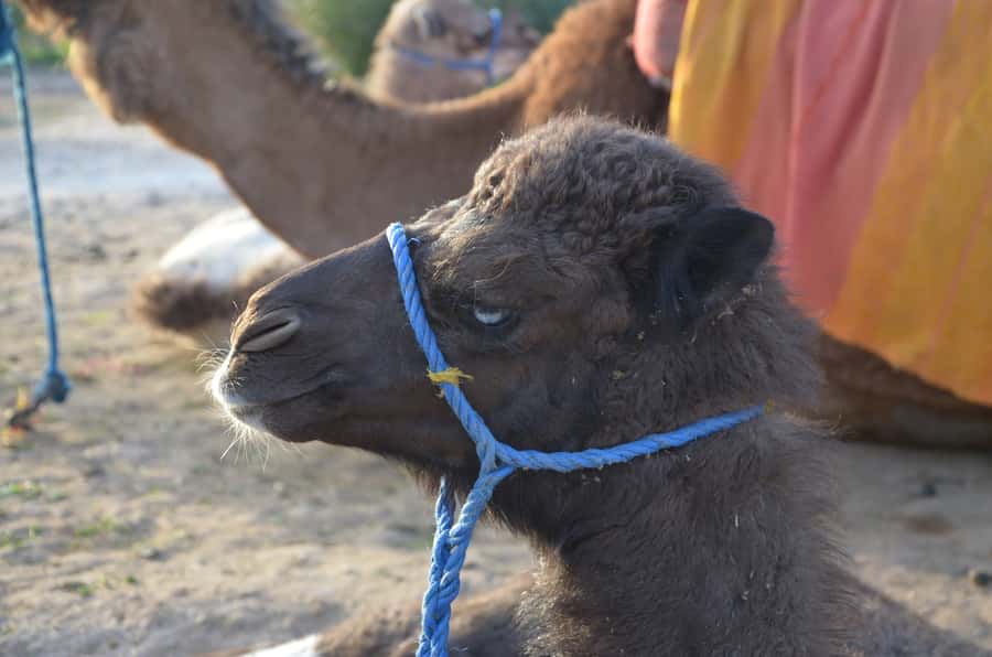 Around Marrakech: Camel Ride in Palm Groves including Tea - Shared vs Private: Which Version Makes More Sense?