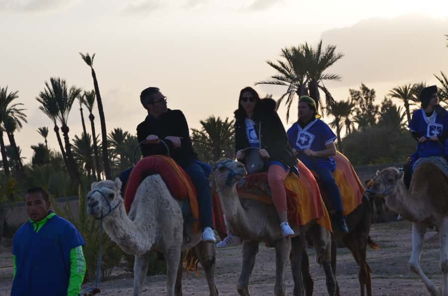 Around Marrakech: Camel Ride in Palm Groves including Tea - Duration and Timing: Why It Usually Fits Great Into One Marrakech Day