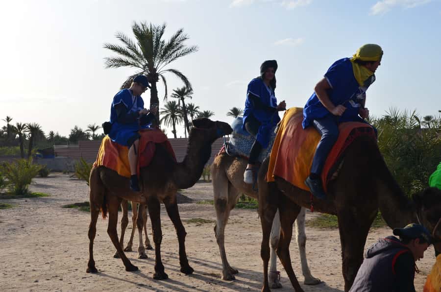 Around Marrakech: Camel Ride in Palm Groves including Tea - The Real Star: Your 1-Hour Camel Ride Through Palmeraie