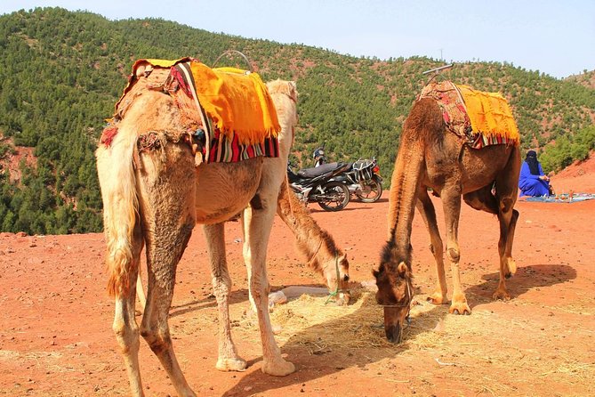 Atlas Mountains and 3 Valleys from Marrakech including Camel Ride - Berber village tour and mint tea lunch in Imlil