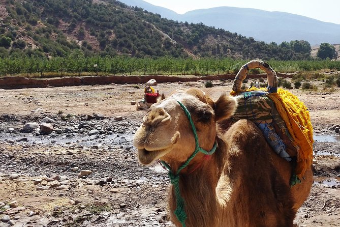 Atlas Mountains and Camel ride Day trip, from Marrakech - The waterfall moment and the ride back to Marrakech