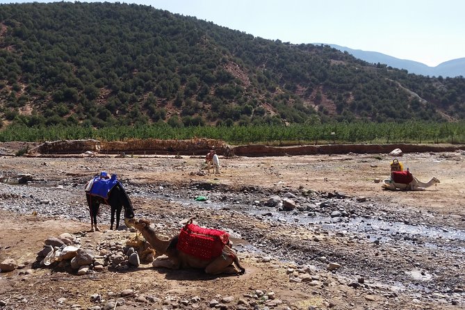 Atlas Mountains and Camel ride Day trip, from Marrakech - Who this trip suits best, and who should skip it