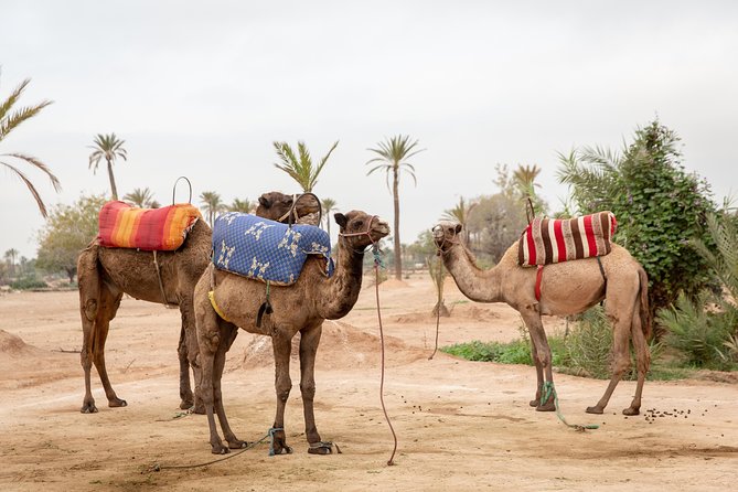 Atlas Mountains Hot Air Balloon Ride from Marrakech with Berber Breakfast and Desert Camel Experience - Flight Certificate: The Small Souvenir That Makes It Real