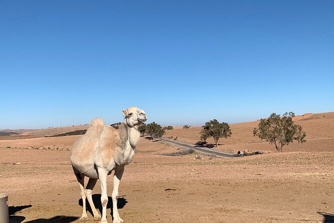 Atlas Mountains Tour & three valleys with camel ride - Marrakech to the Atlas foothills: Tahnaout and Asni as your cultural warm-up