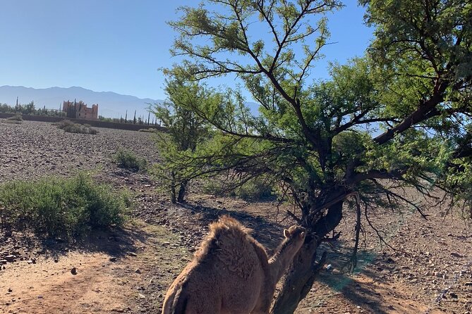 Atlas Mountains Tour & three valleys with camel ride - Who should book this Atlas trip (and who might want a different day)